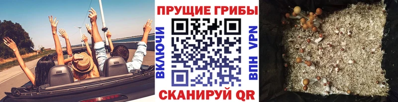 Галлюциногенные грибы Psilocybe Белозерск