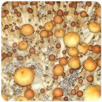 Псилоцибиновые (галлюциногенные)  грибы Psilocybin "Golden Teacher" в Белозерске