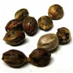 Семена марихуаны АК-47  (Seeds AK-47) в Белозерске